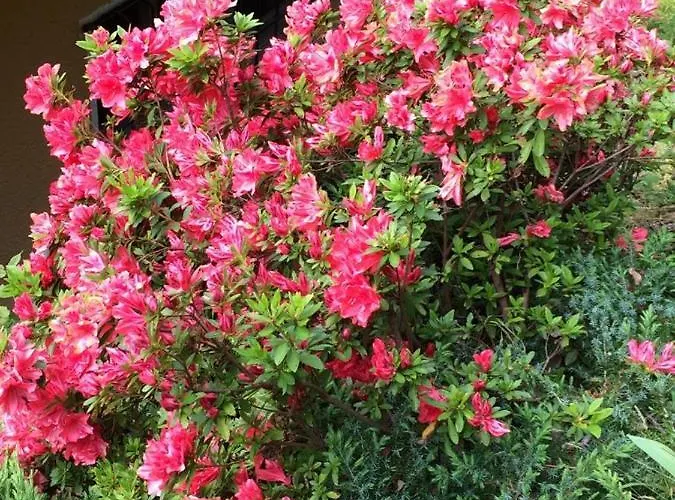 Casa Rustica Apartament *